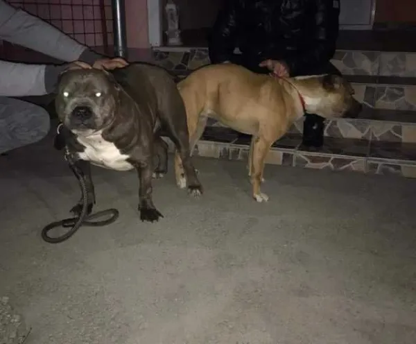 Catei American Bully - Imaginea 4
