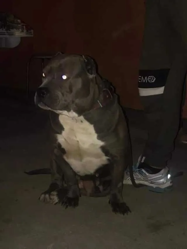 Catei American Bully - Imaginea 5
