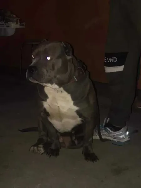 Catei American Bully - Imaginea 5