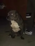 Catei American Bully - Miniatura 5