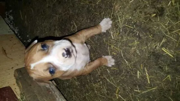 Catei American Bully - Imaginea 6