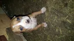 Catei American Bully - Miniatura 6