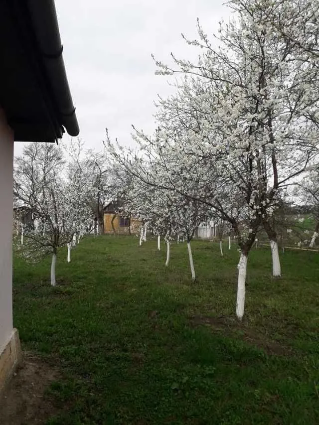Teren cu doua case in Urmenis, Bistrita Nasaud - Imaginea 1