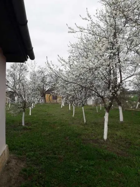 Teren cu doua case in Urmenis, Bistrita Nasaud - Imaginea 1