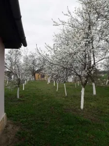 Teren cu doua case in Urmenis, Bistrita Nasaud