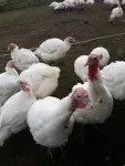 Vand curci de carne crescute in mediu curat si sanatos - Miniatura 1