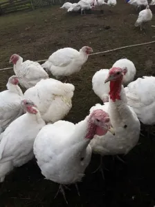 Vand curci de carne crescute in mediu curat si sanatos