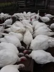 Vand curci de carne crescute in mediu curat si sanatos - Miniatura 5
