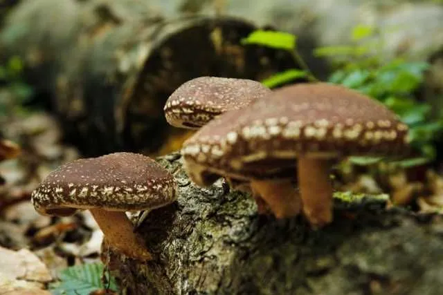 Oferim spre vanzare ciuperci uscate Shiitake bio, obtinute prin permacultura la preturi accesibile - Imaginea 1