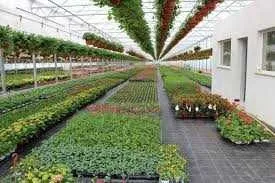 Lucratori in sere cu flori Olanda/ 2100 euro - Imaginea 1