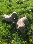 Catei amstaff - Miniatura 1