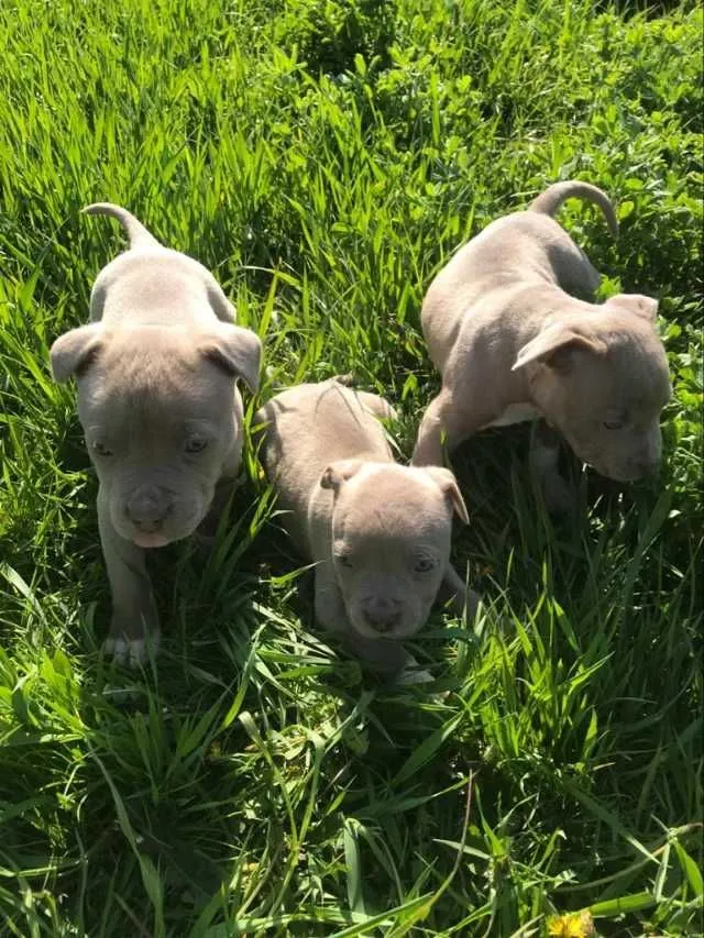 Catei amstaff - Imaginea 2