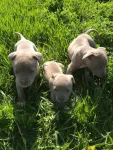 Catei amstaff - Miniatura 2