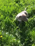 Catei amstaff - Miniatura 3