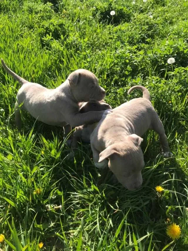 Catei amstaff - Imaginea 4