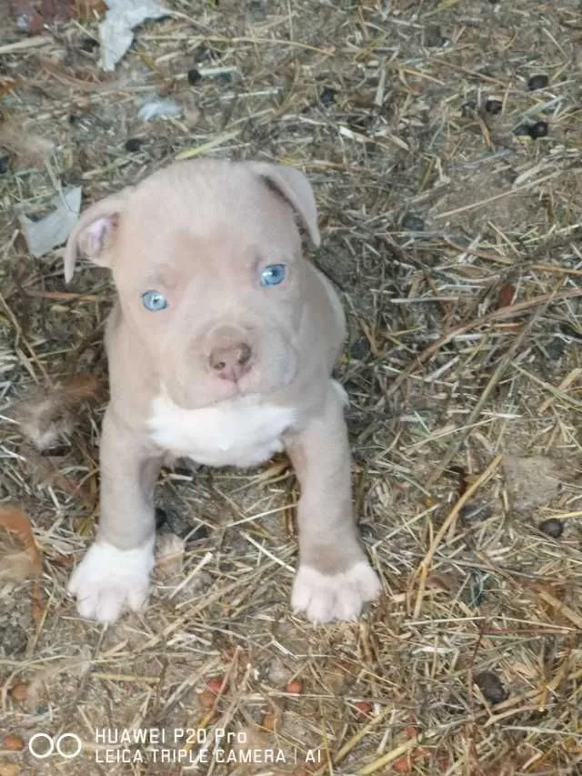 Catei amstaff - Imaginea 5
