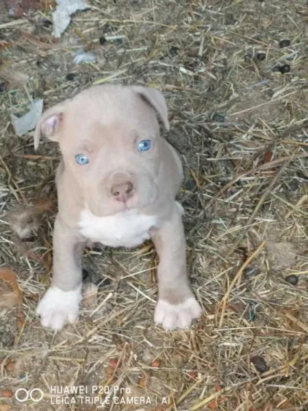 Catei amstaff - Imaginea 5