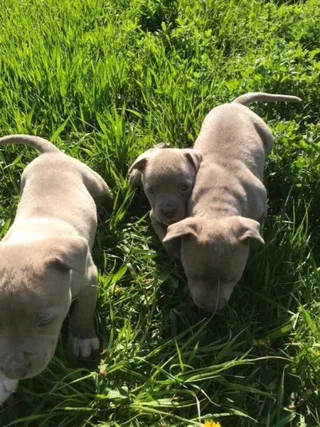 Catei amstaff - Imaginea 7
