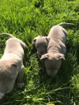 Catei amstaff - Miniatura 7