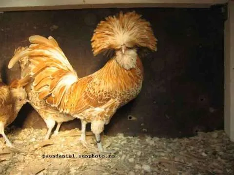 Gaini motate - Imaginea 1