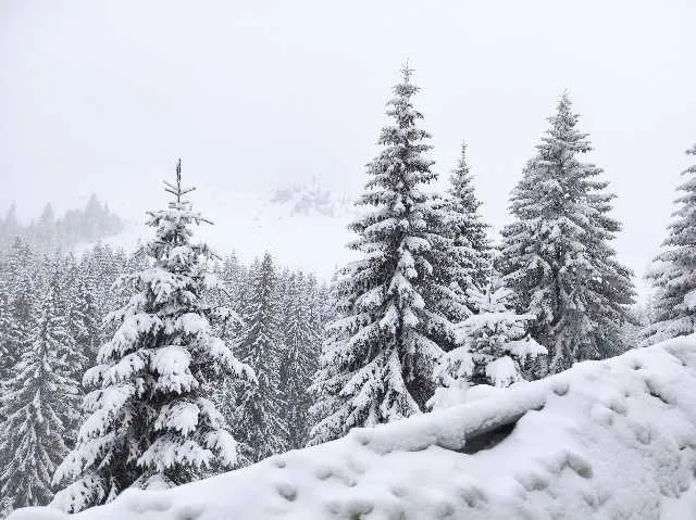 Taxi montan in Sinaia si imprejurimi - Imaginea 2