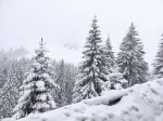 Taxi montan in Sinaia si imprejurimi - Miniatura 2