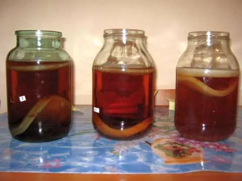 Cultura Kombucha - Imaginea 1