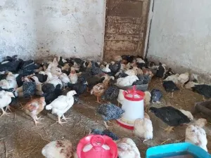 Pui rasa mixta