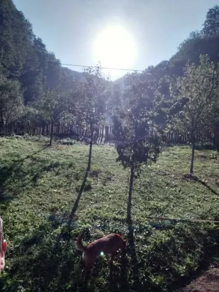 Vind casa la munte - Imaginea 9