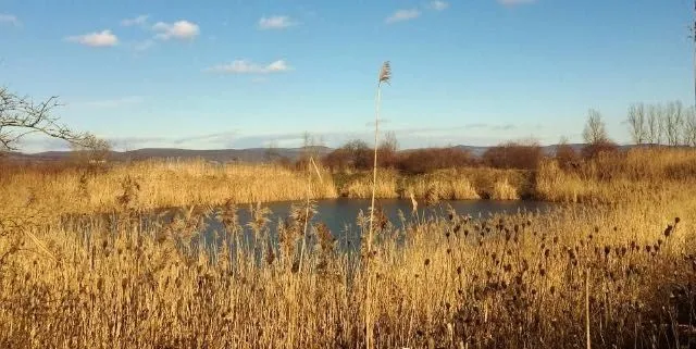 Vand domeniu intravilan cu 2 lacuri de pescuit, Racovita, Sibiu - Imaginea 8