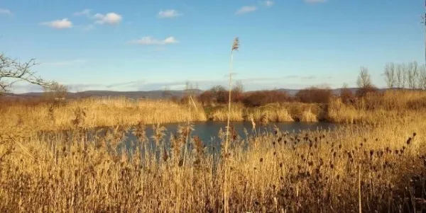 Vand domeniu intravilan cu 2 lacuri de pescuit, Racovita, Sibiu - Imaginea 8