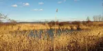 Vand domeniu intravilan cu 2 lacuri de pescuit, Racovita, Sibiu - Miniatura 8