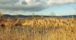 Vand domeniu intravilan cu 2 lacuri de pescuit, Racovita, Sibiu - Miniatura 9