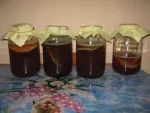 Cultura Kombucha - Miniatura 2
