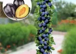 Pomi fructiferi columnari si vita de vie - Miniatura 2