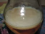 Cultura Kombucha - Miniatura 3