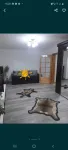 Vand apartament - Miniatura 1