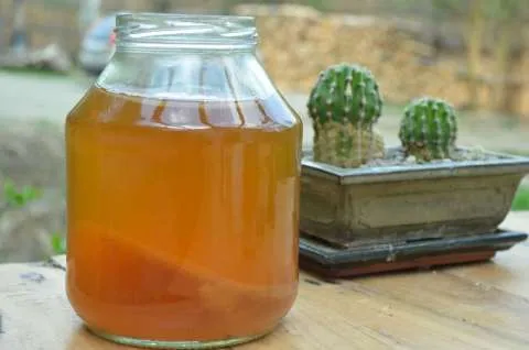 Cultura Kombucha - Imaginea 6