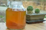 Cultura Kombucha - Miniatura 6
