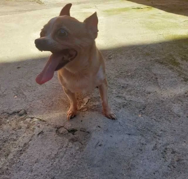 Chihuahua - Imaginea 1