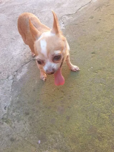 Chihuahua - Imaginea 3