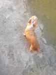 Chihuahua - Miniatura 4