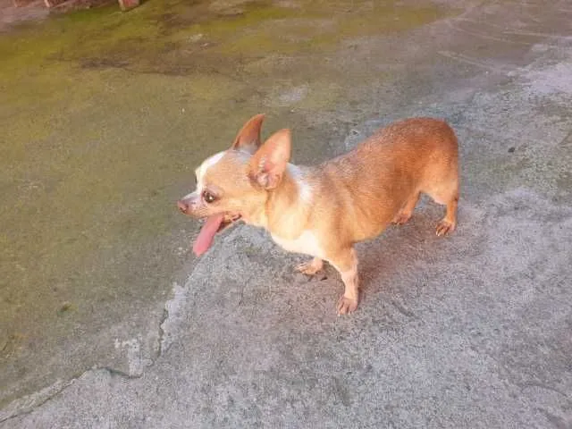 Chihuahua - Imaginea 5