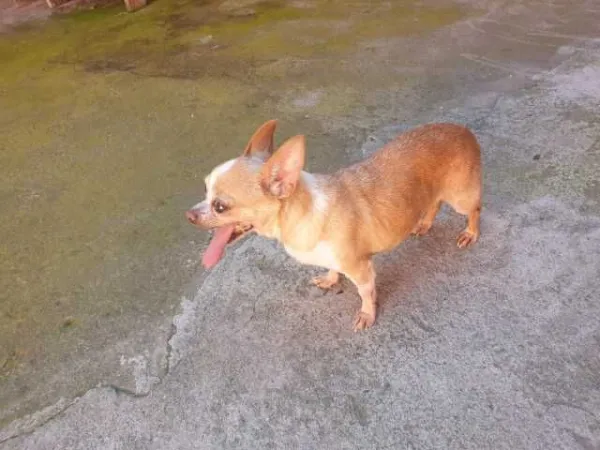 Chihuahua - Imaginea 5