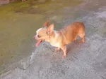 Chihuahua - Miniatura 5
