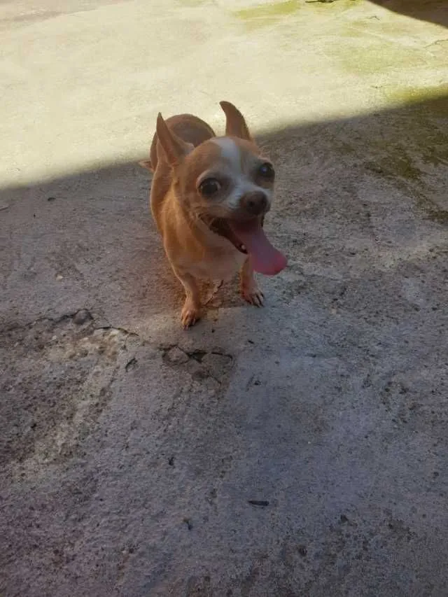 Chihuahua - Imaginea 6