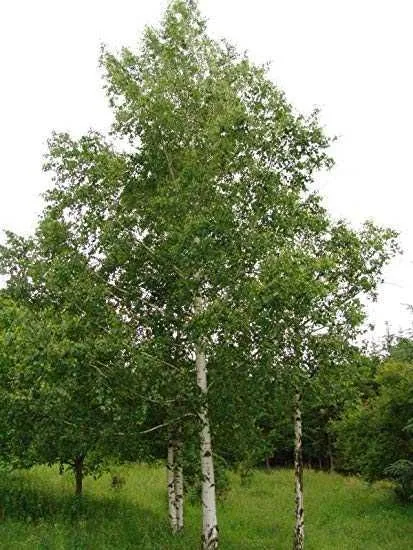 2 hectare teren statiune montana - Imaginea 1