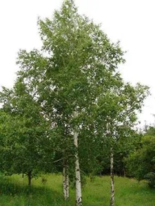 2 hectare teren statiune montana