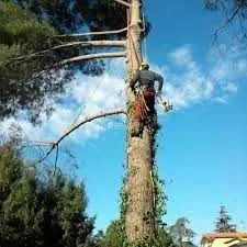 Muncitori forestieri in Franta - Imaginea 7