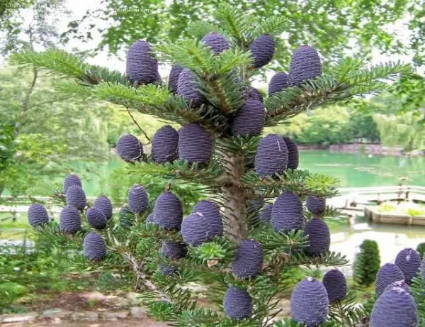 Plante ornamentale Oradea - Imaginea 1